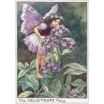 (image for) Heliotrope Flower Fairy Fantasy Art by Cicely Mary Barker