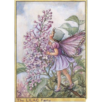(image for) Lilac Flower Fairy Fantasy Art by Cicely Mary Barker