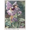 (image for) Heliotrope Flower Fairy Fantasy Art by Cicely Mary Barker
