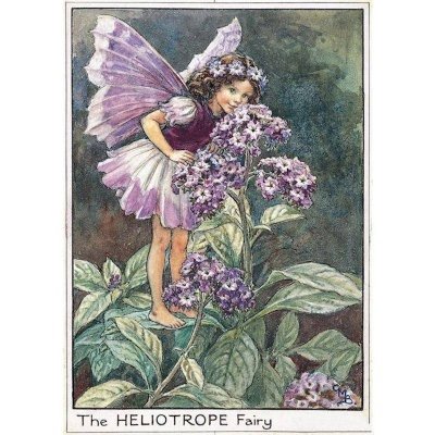 (image for) Heliotrope Flower Fairy Fantasy Art by Cicely Mary Barker