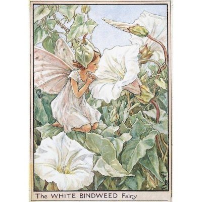 (image for) White Bindweed Flower Fairy Fantasy Art by Cicely Mary Barker