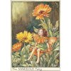 (image for) Marigold Flower Fairy Fantasy Art by Cicely Mary Barker