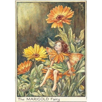 (image for) Marigold Flower Fairy Fantasy Art by Cicely Mary Barker