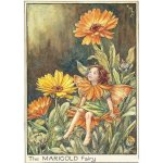 (image for) Marigold Flower Fairy Fantasy Art by Cicely Mary Barker