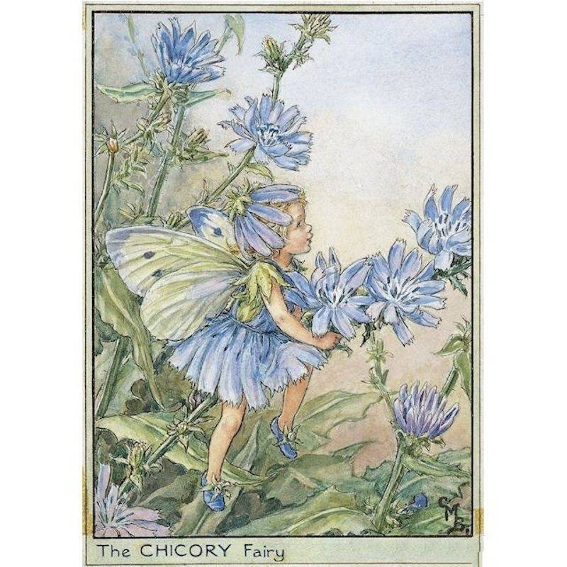 (image for) Chicory Flower Fairy Fantasy Art by Cicely Mary Barker